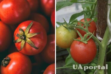 Які сорти томатів менше хворіють