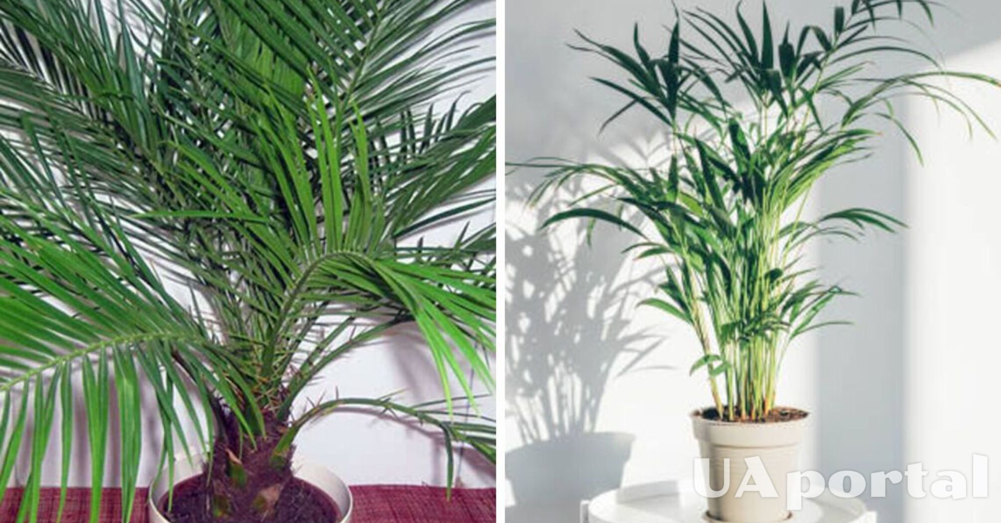 How to properly care for a drying indoor palm