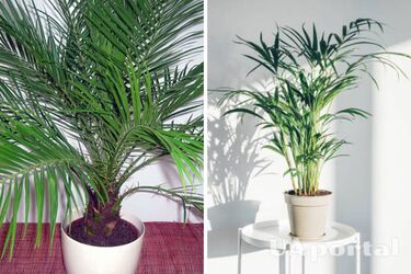 How to properly care for a drying indoor palm