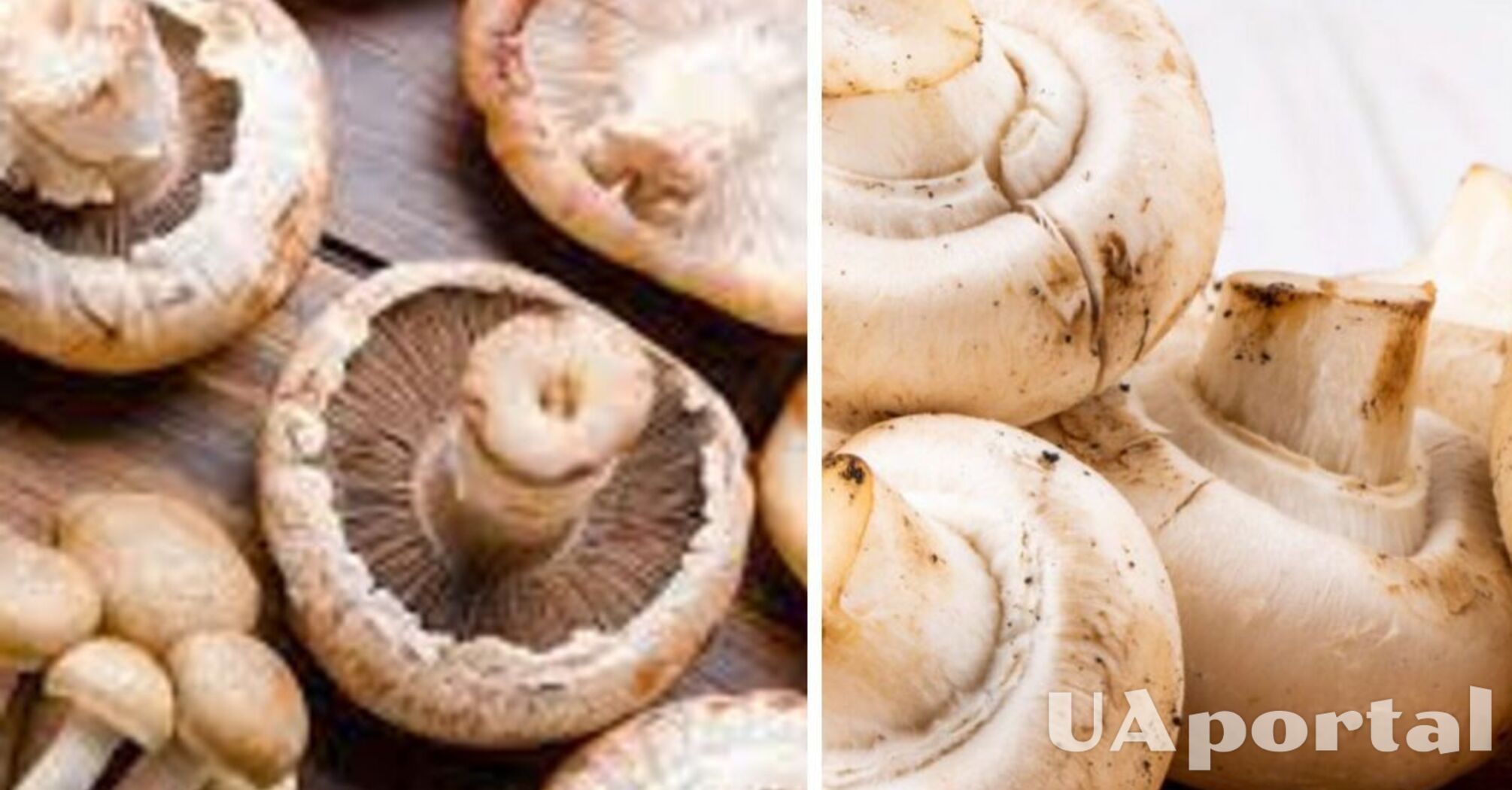 Как понять, что грибы испортились: 5 основных признаков