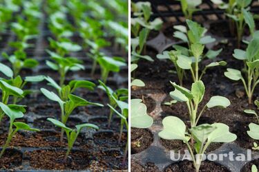 Как правильно выращивать рассаду капусты