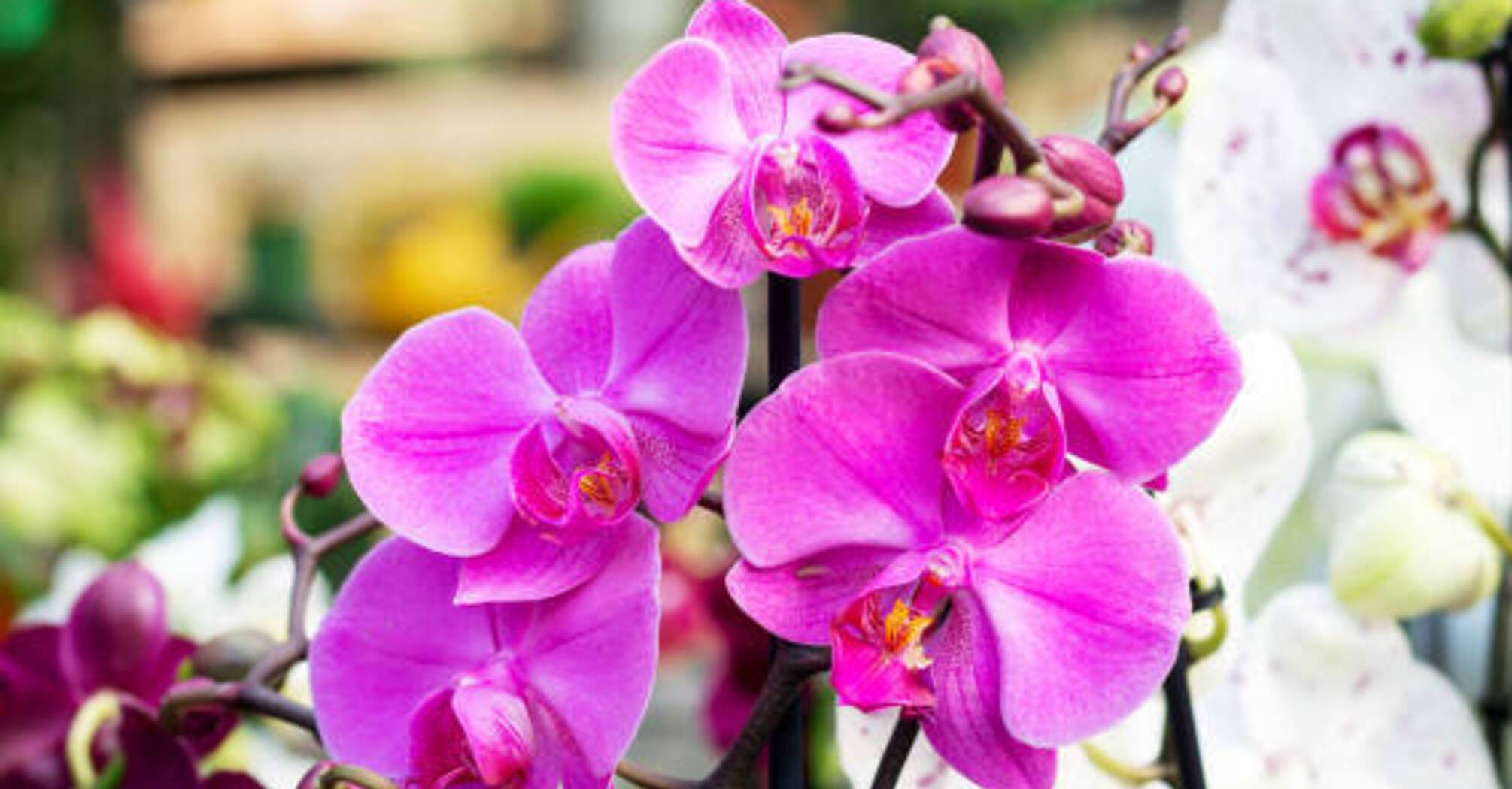 Як оживити зів'ялу орхідею: 5 ефективних порад