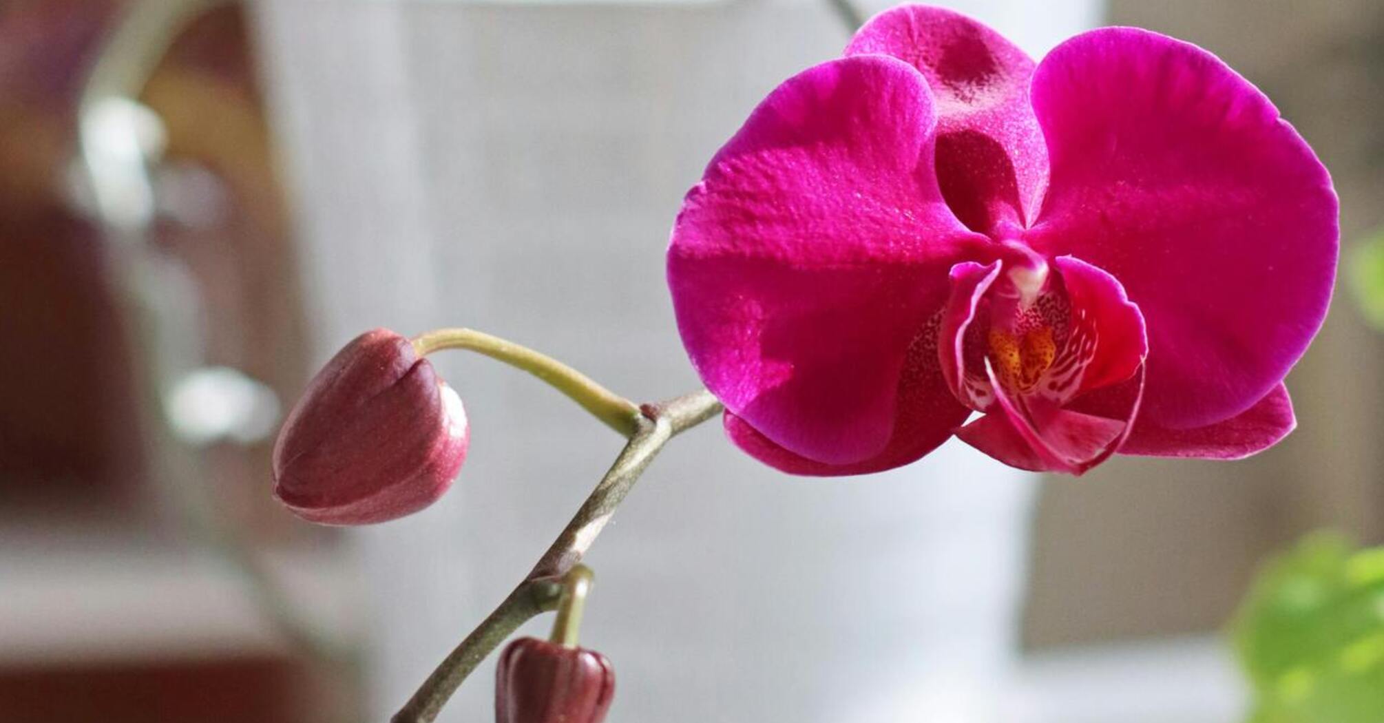 Milk, tea and eggshells: remedies to save an orchid from death and make it bloom