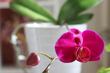 Молоко, чай и яичная скорлупа: средства, которые спасут орхидею от смерти и заставят ее цвести