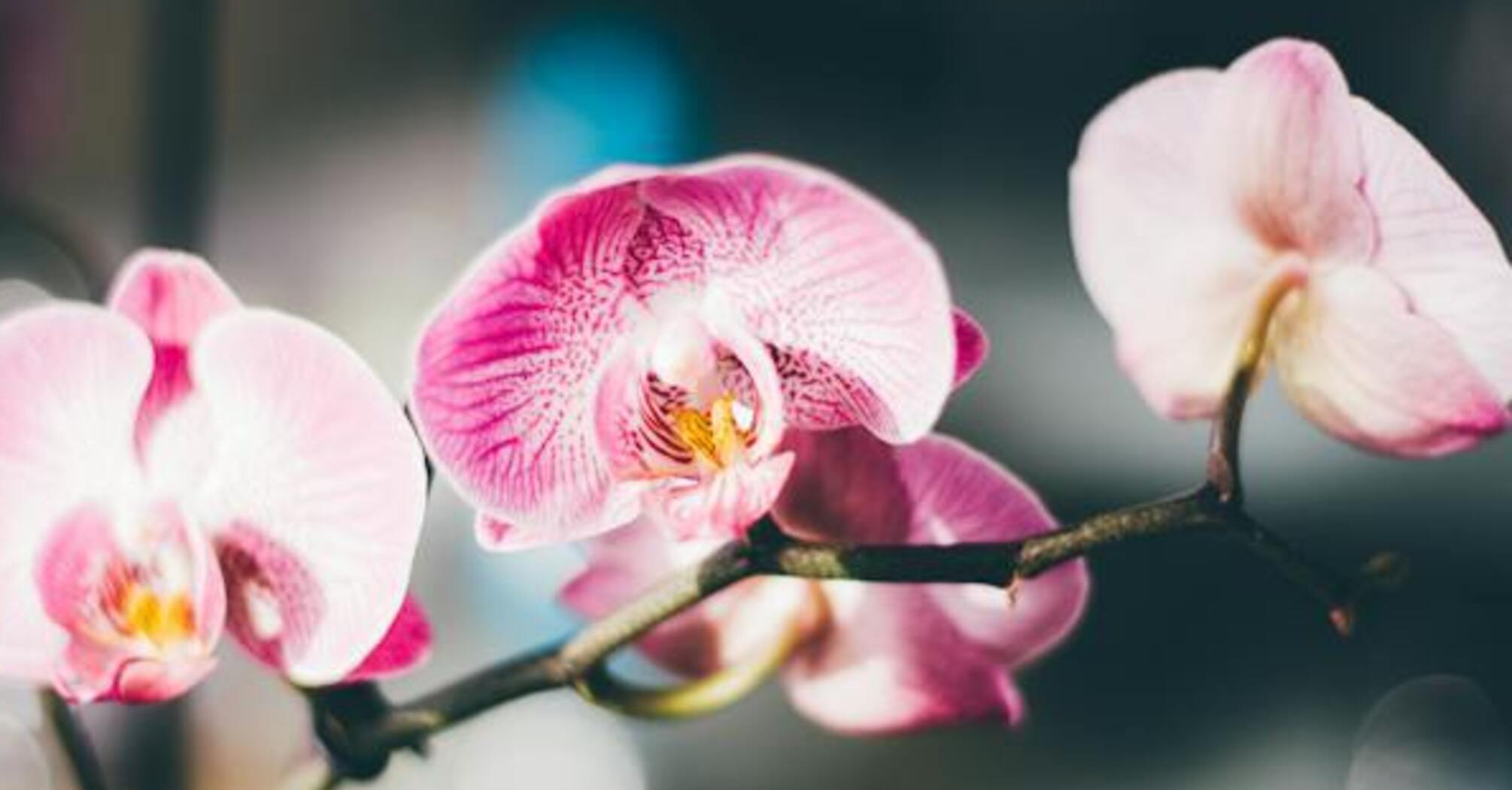 Эксперты назвали 5 простых шагов, чтобы спасти умирающую орхидею
