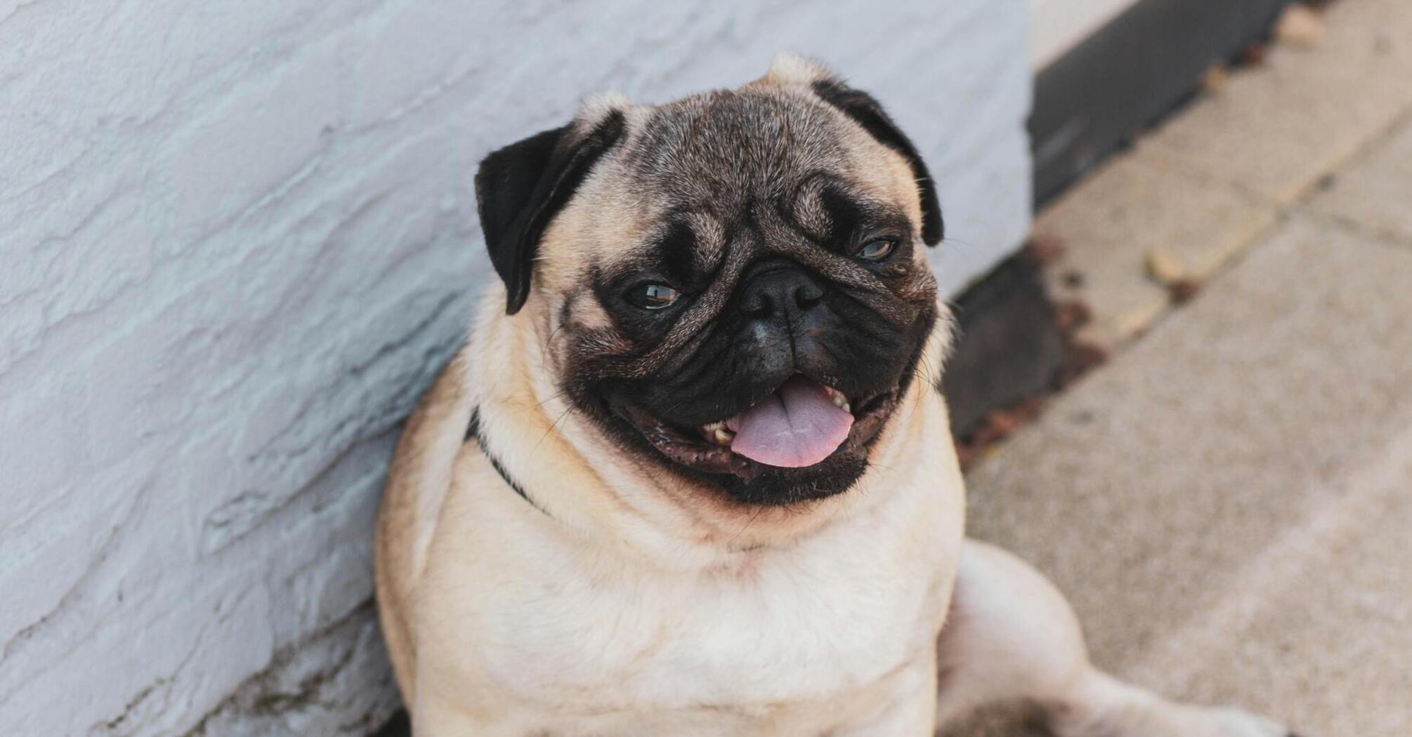 Pug: Advantages and disadvantages of the breed that you should know