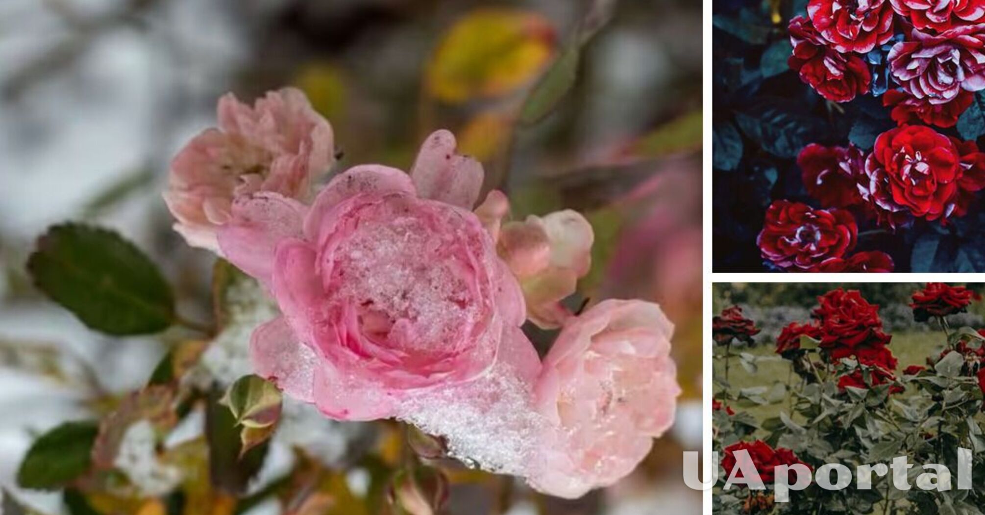 The gardener said what to do with roses in winter to get lush blooms in spring