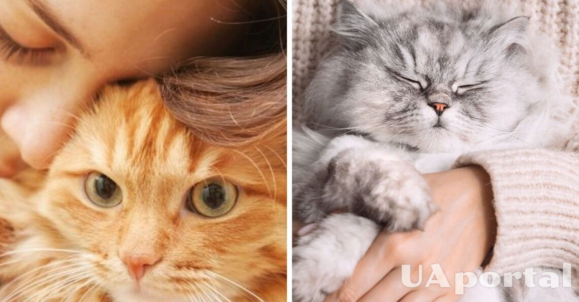 Which cat breeds like affection more