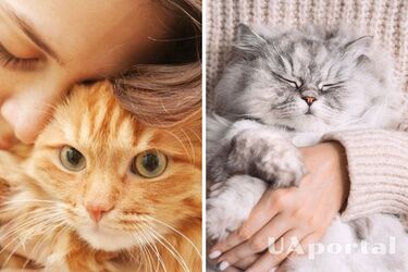 Какие породы кошек больше любят ласку