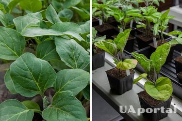 How and when to sow eggplant for seedlings