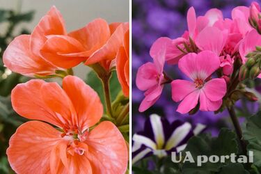 Как подкормить комнатную пеларгонию, чтобы она начала цвести