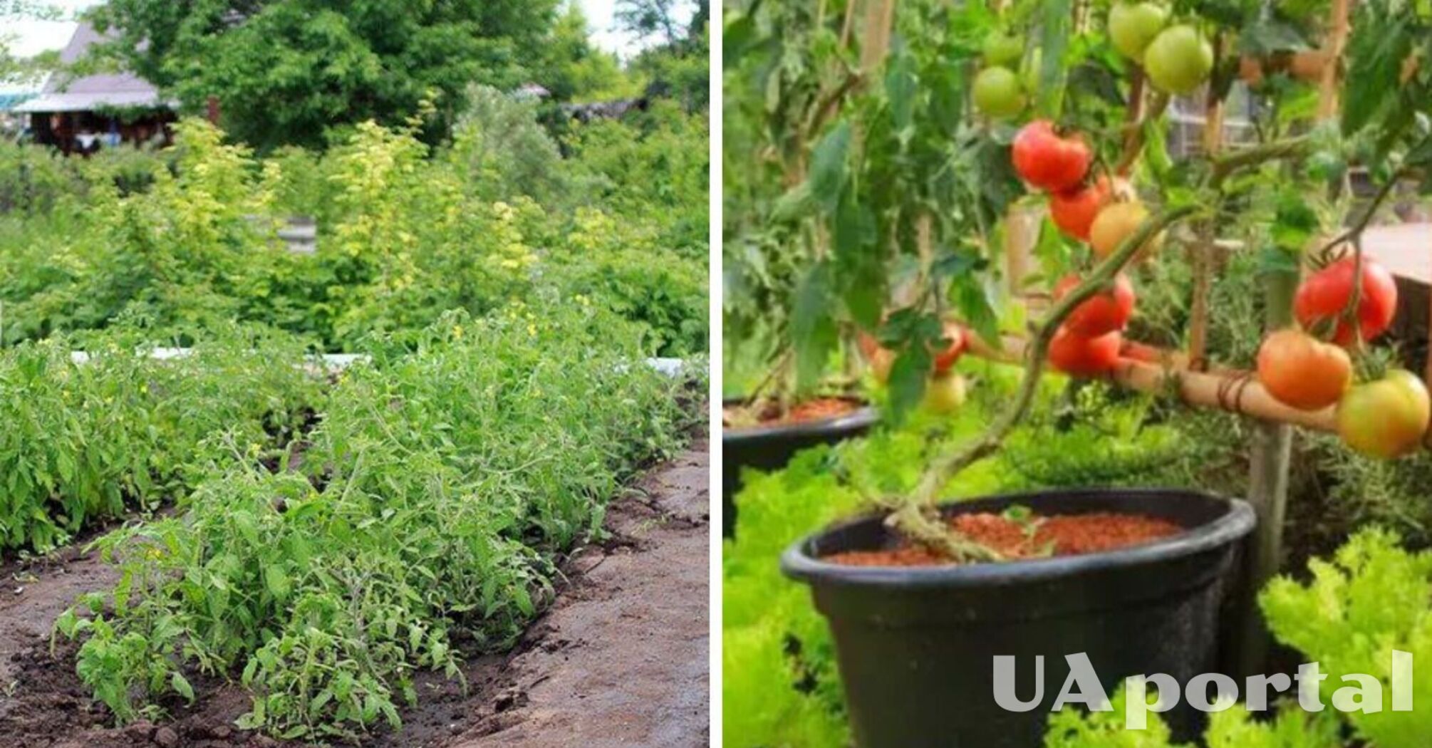 Які рослини слід садити поряд з помідорами