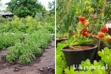 Какие растения следует сажать рядом с помидорами
