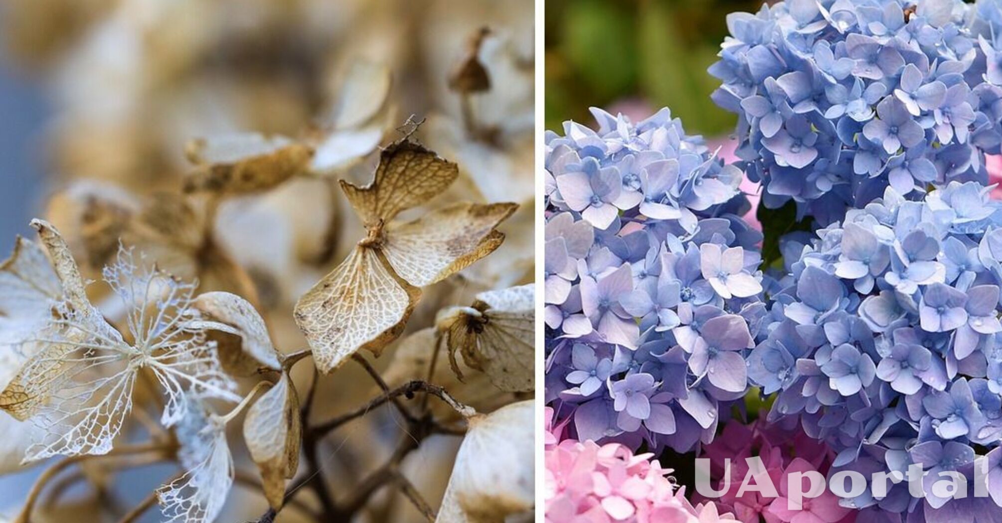 Прості поради з догляду за гортензією взимку забезпечать гарне цвітіння