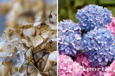 Простые советы по уходу за гортензией зимой обеспечат хорошее цветение