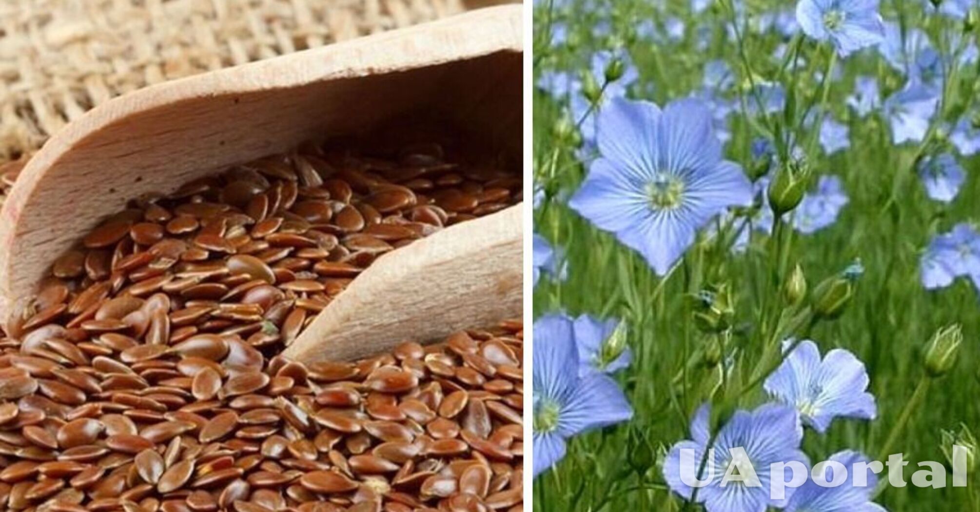 Consuming flaxseed is strictly prohibited for some individuals