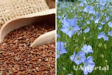 Consuming flaxseed is strictly prohibited for some individuals