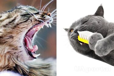 Why your cat has bad breath