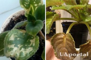 Why violet leaves turn yellow