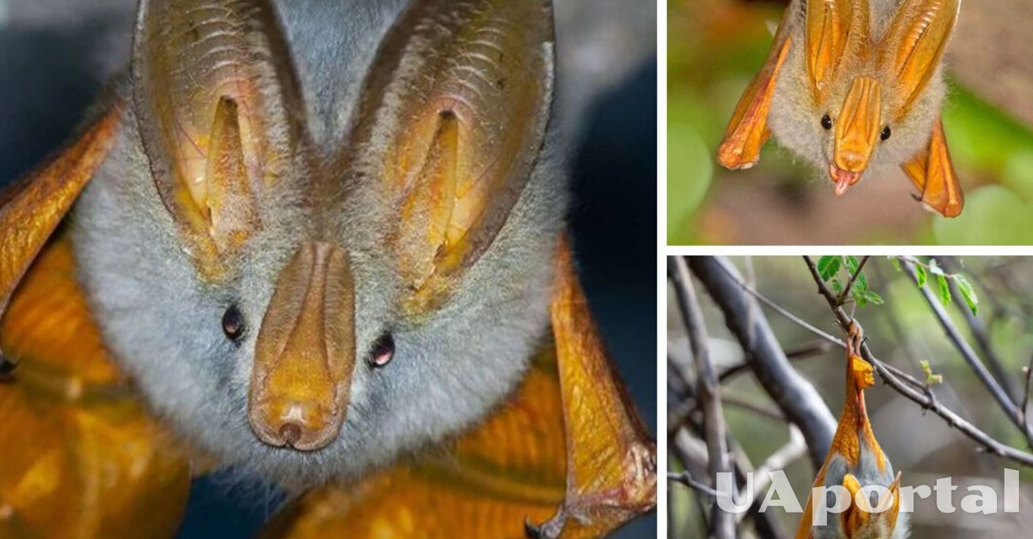 В Африке заметили фальшивую летучую мышь-вампира с накладными сосками (фото)