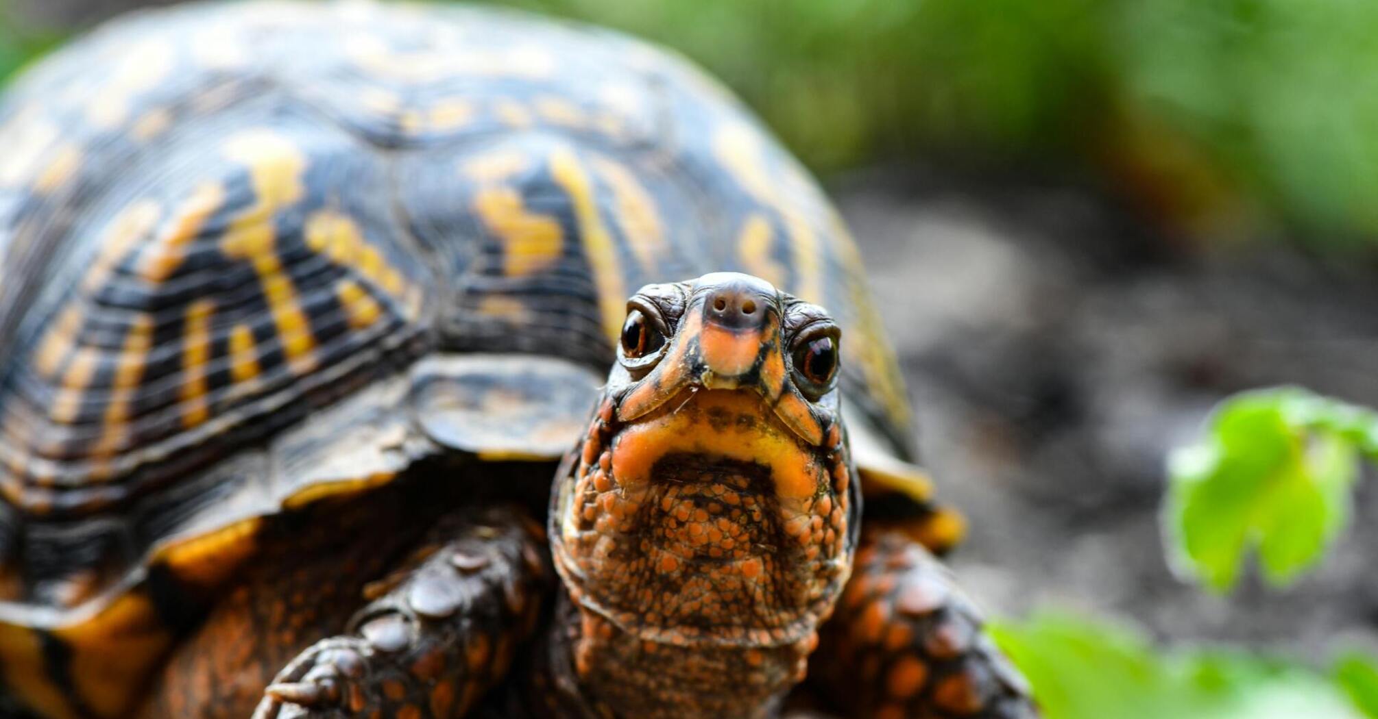 Плюсы и минусы черепахи как домашнего любимца: безопасное ли животное