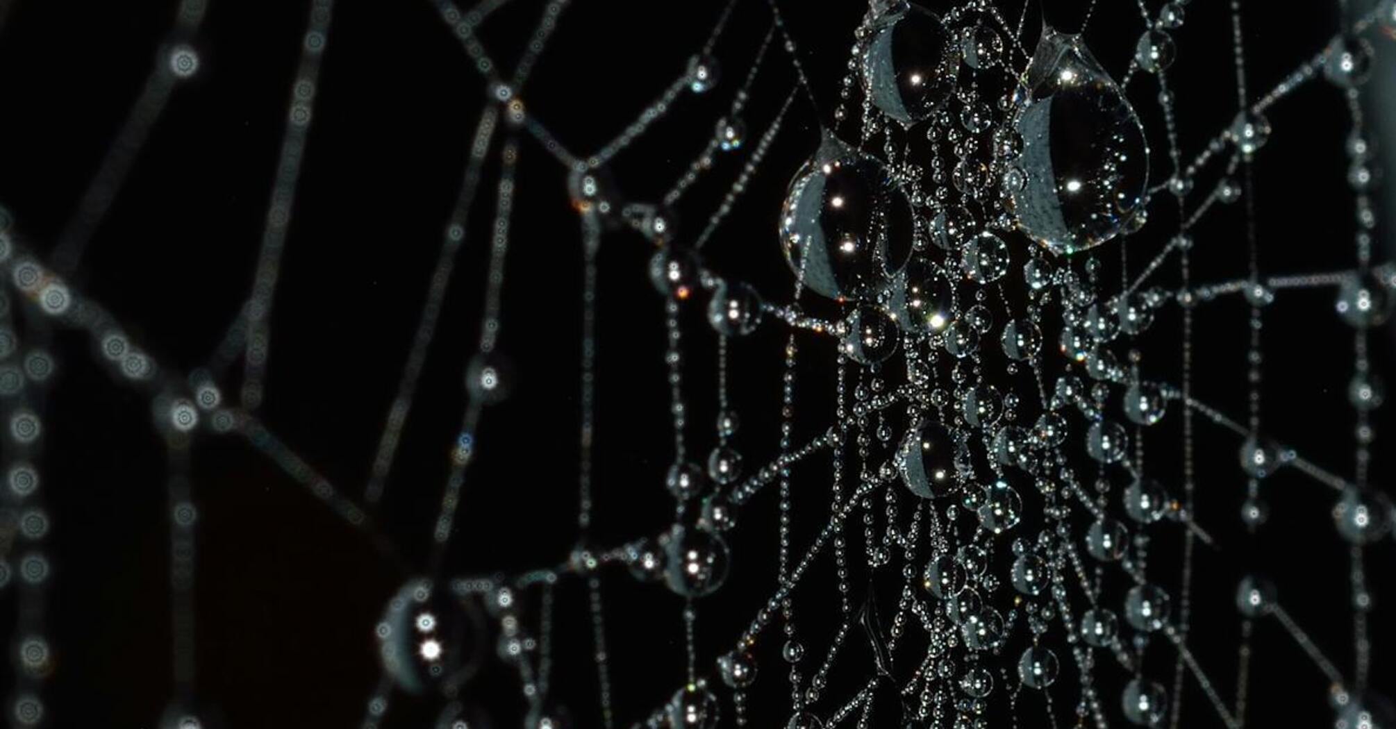 Not just catching prey: spiders have been found to play music on webs (listen, video)