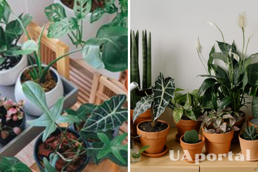 Очікуйте вдалі зміни у житті: до чого цвітуть кітнатні рослини взимку