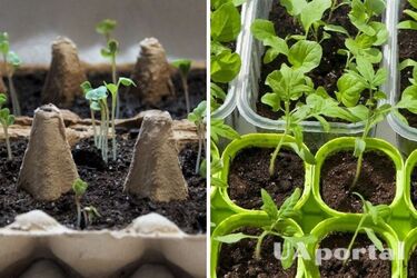 What plants to plant for seedlings in February