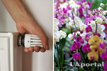 Експерти підказали, як стимулювати цвітіння орхідеї, якщо вона довго не дає квітів