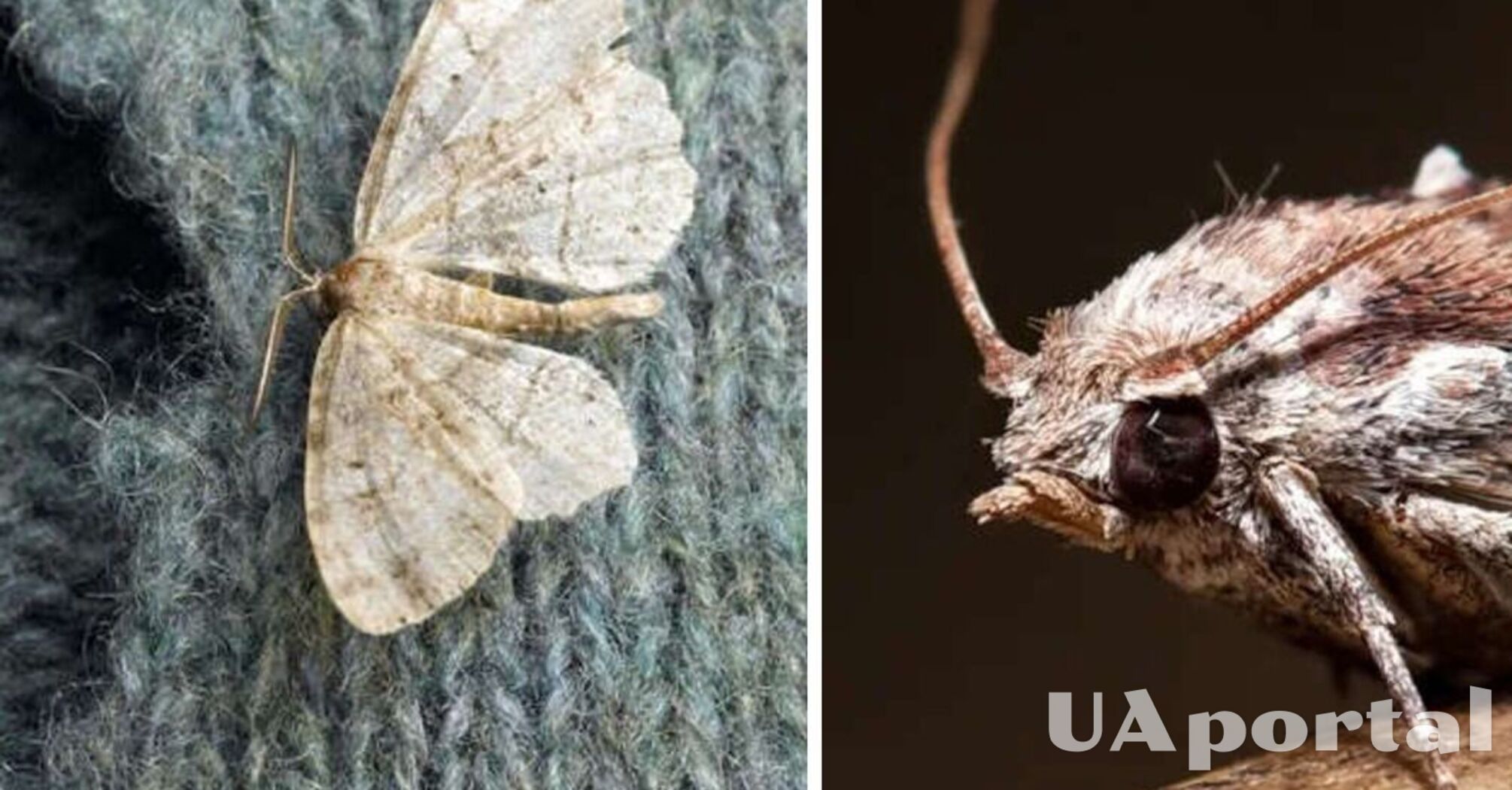 Moths will no longer touch your clothes: simple folk methods to kill pests
