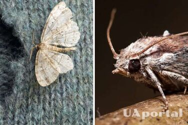 Moths will no longer touch your clothes: simple folk methods to kill pests