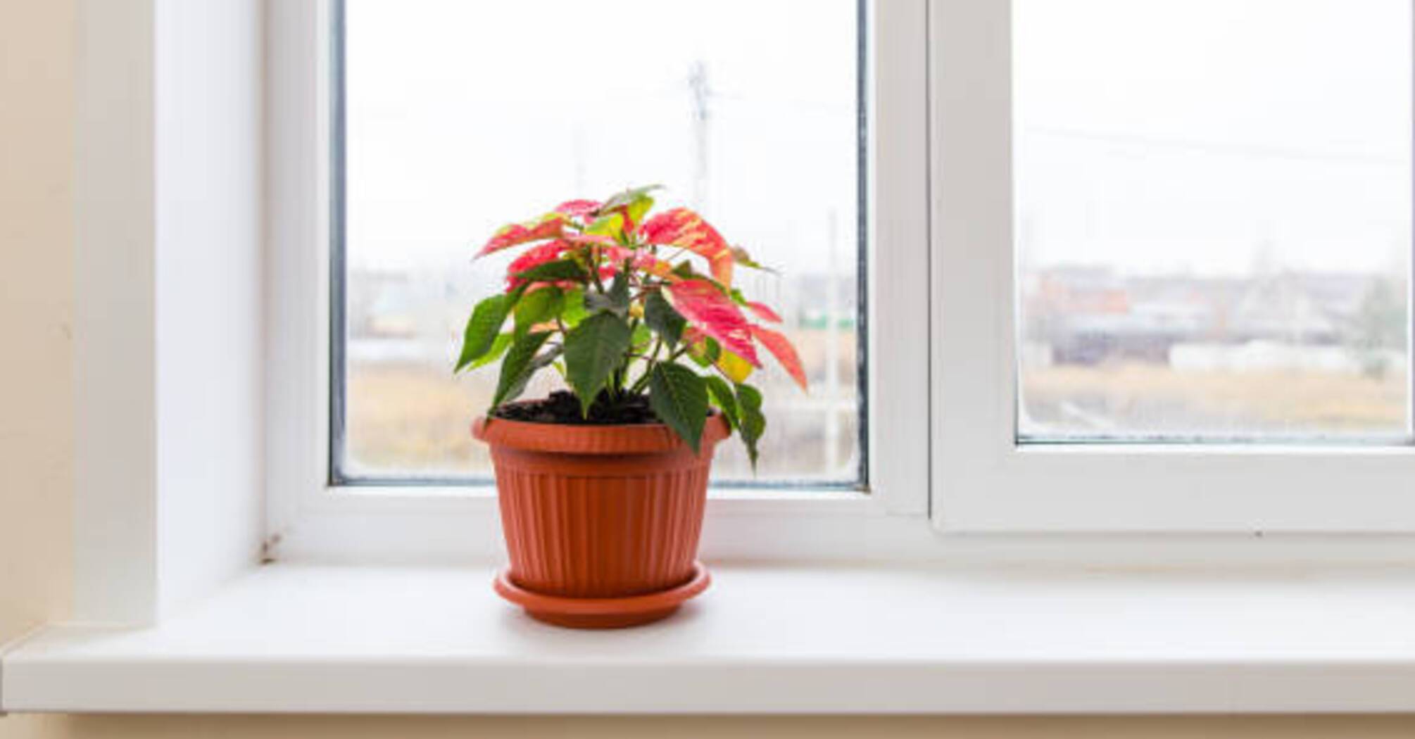 How to restore color to a white window sill: 3 effective life hacks