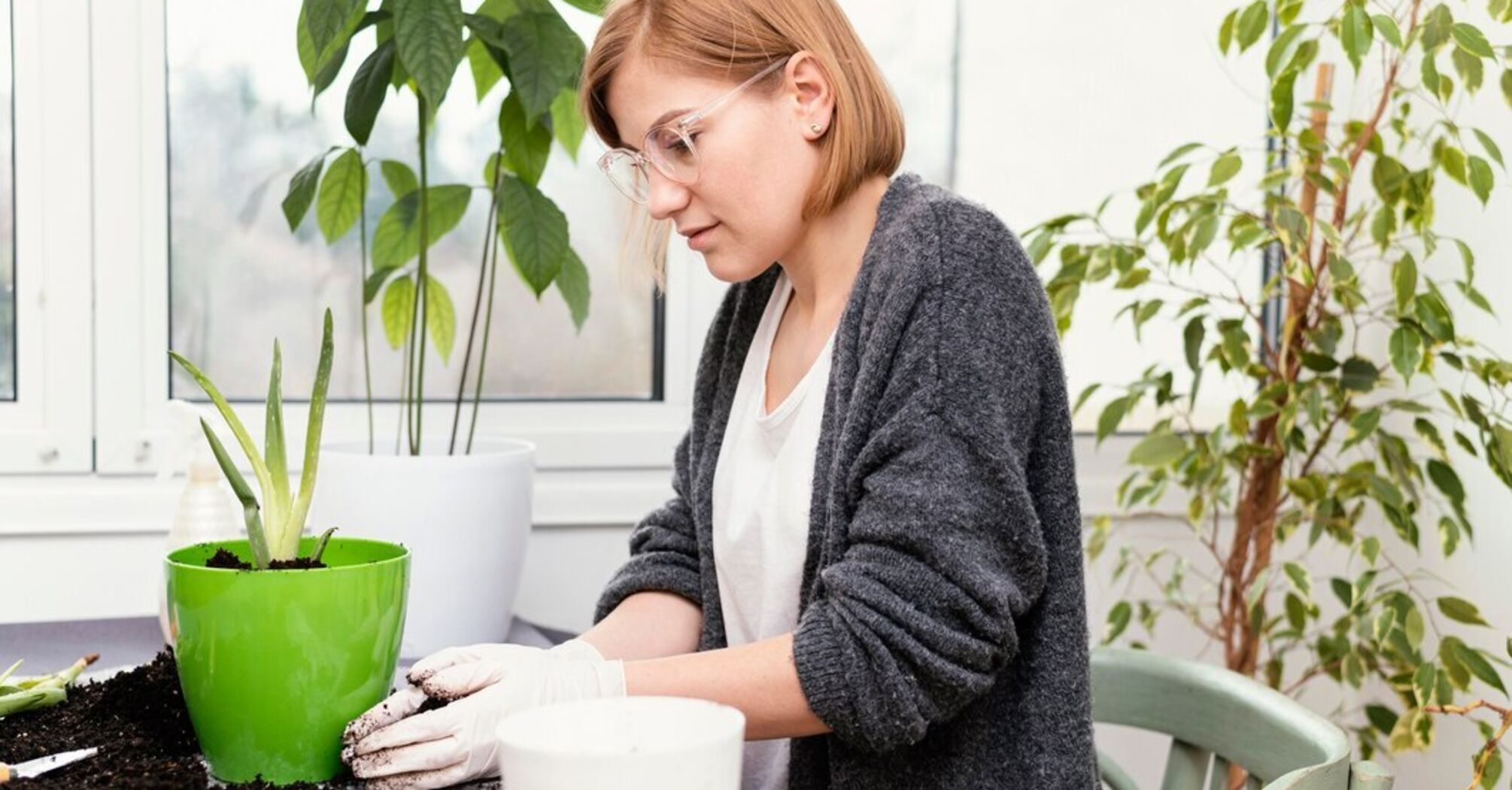 How to get rid of mold in flowerpots: Three easy ways