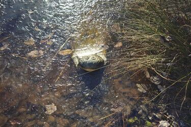 У США помітили незвичне явище: алігатори перетворилися на 'морозиво' (фото та відео)