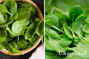 Cooks explained how to easily keep spinach fresh and crispy