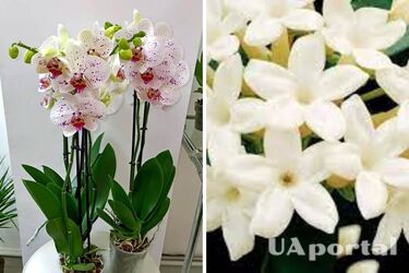 Какие растения стоит поставить на кухне: 3 лучших варианта