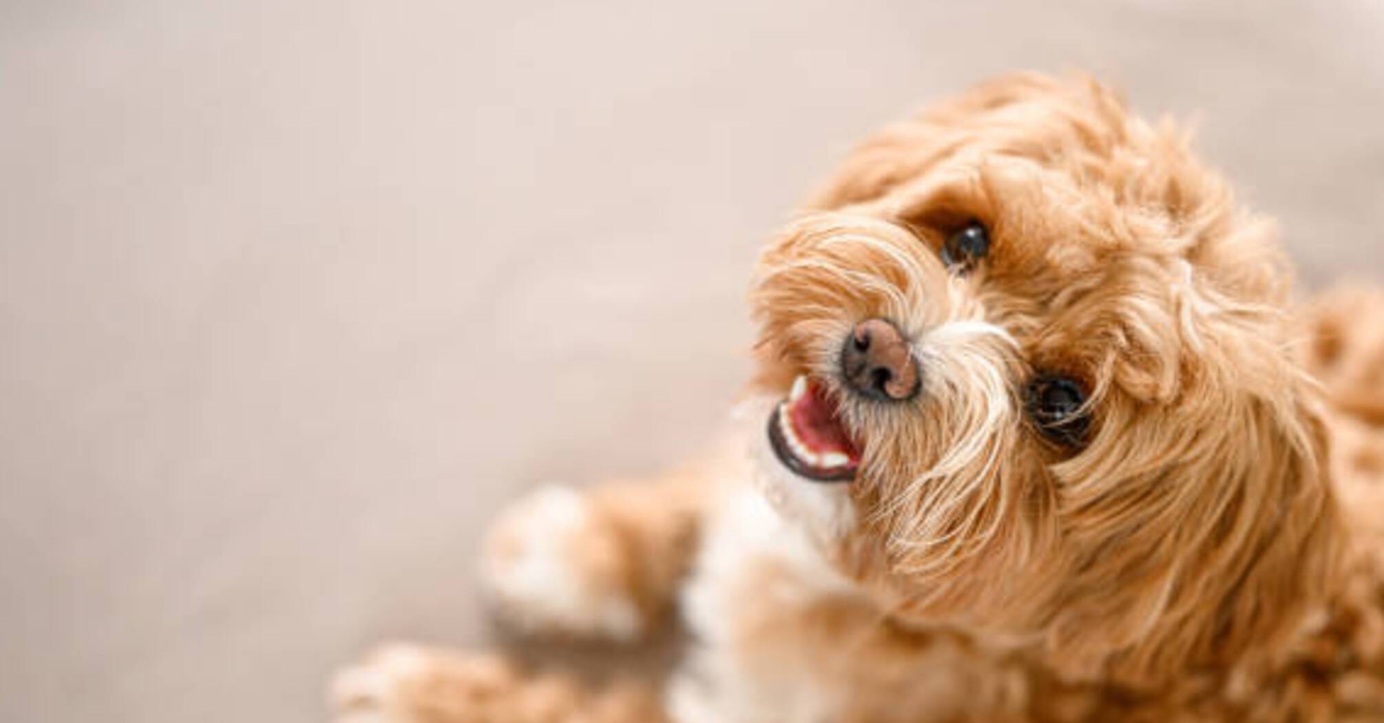 Features of Maltipoo dogs: What you should know about your pet