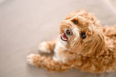 Features of Maltipoo dogs: What you should know about your pet