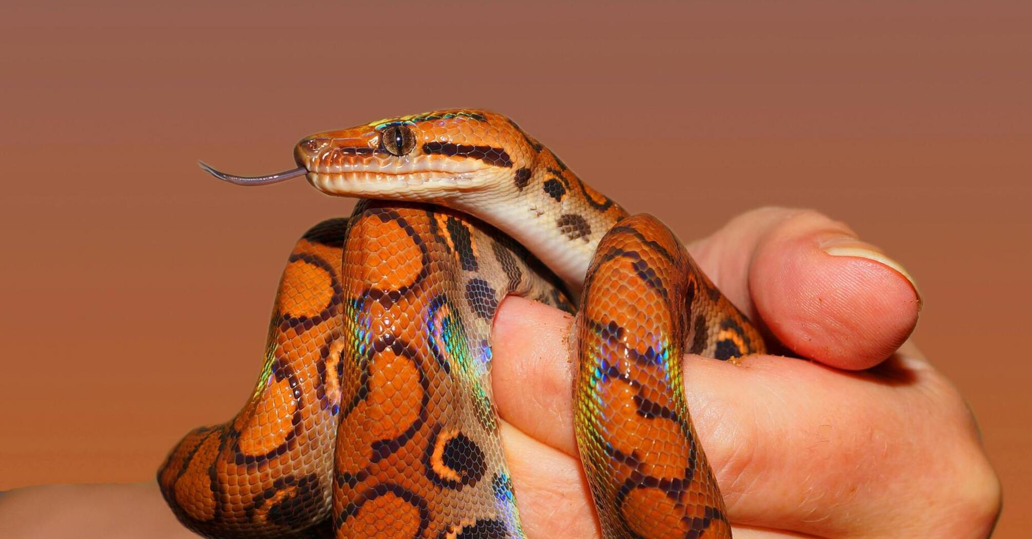 Чи безпечно тримати змію вдома: що варто знати про такого домашнього улюбленця 