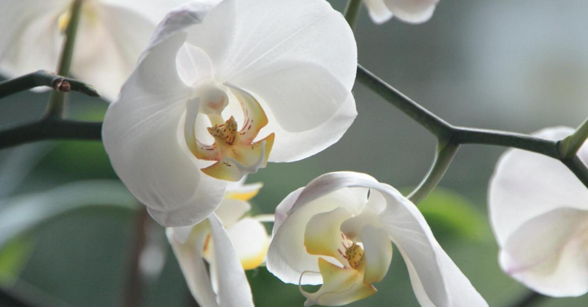 Orchids will bloom all year round if you water them with this solution