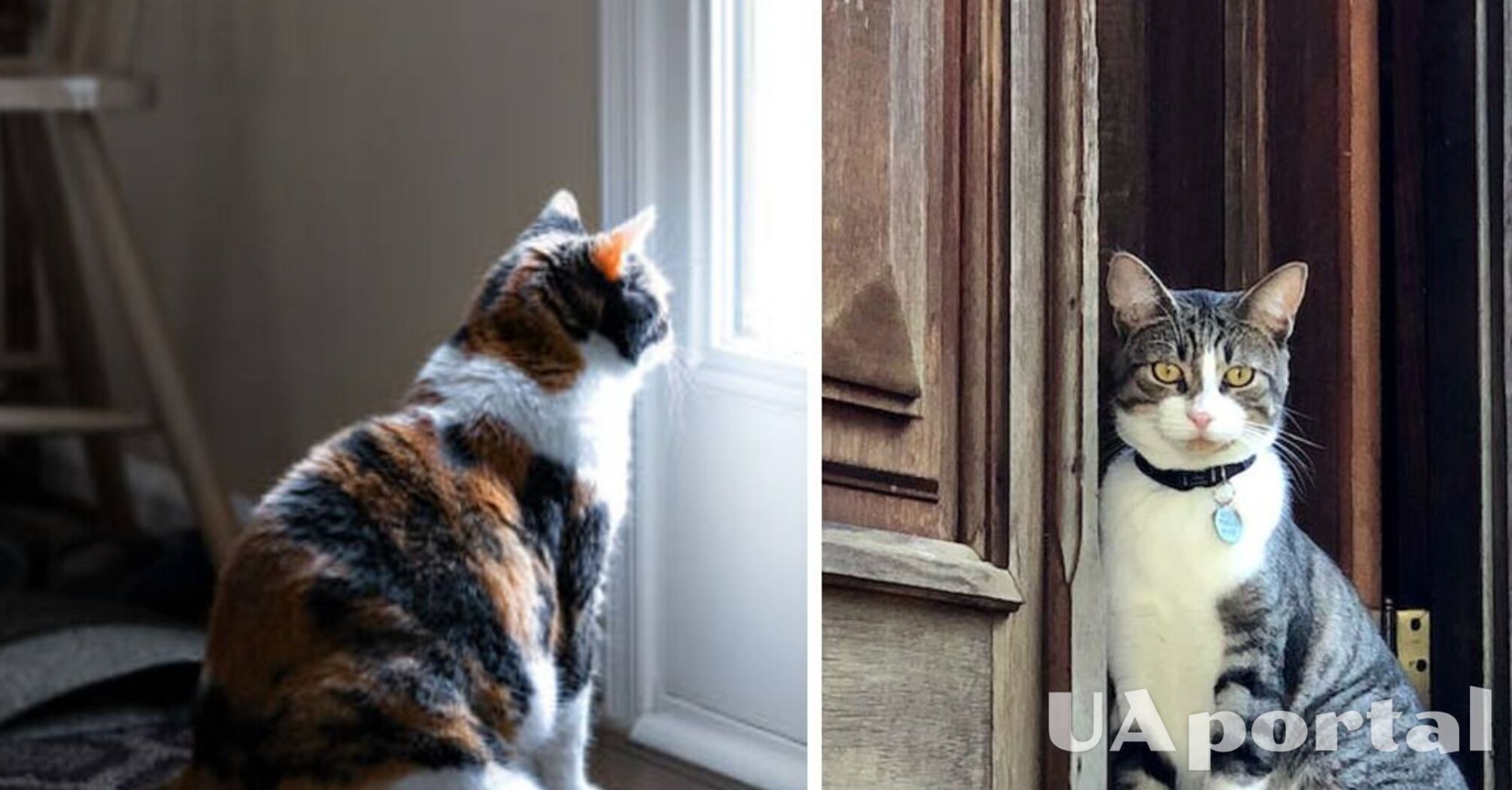 Чому коти ненавидять зачинені двері: експерти пояснили