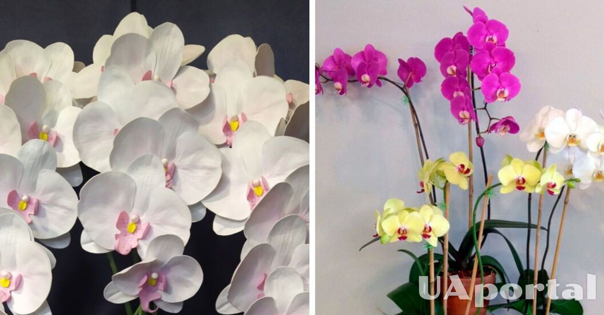 Трюк с заморозкой может заставить орхидею цвести: что советуют садоводы