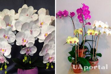 Трюк із заморозкою може змусити орхідею квітнути: що радять садівники