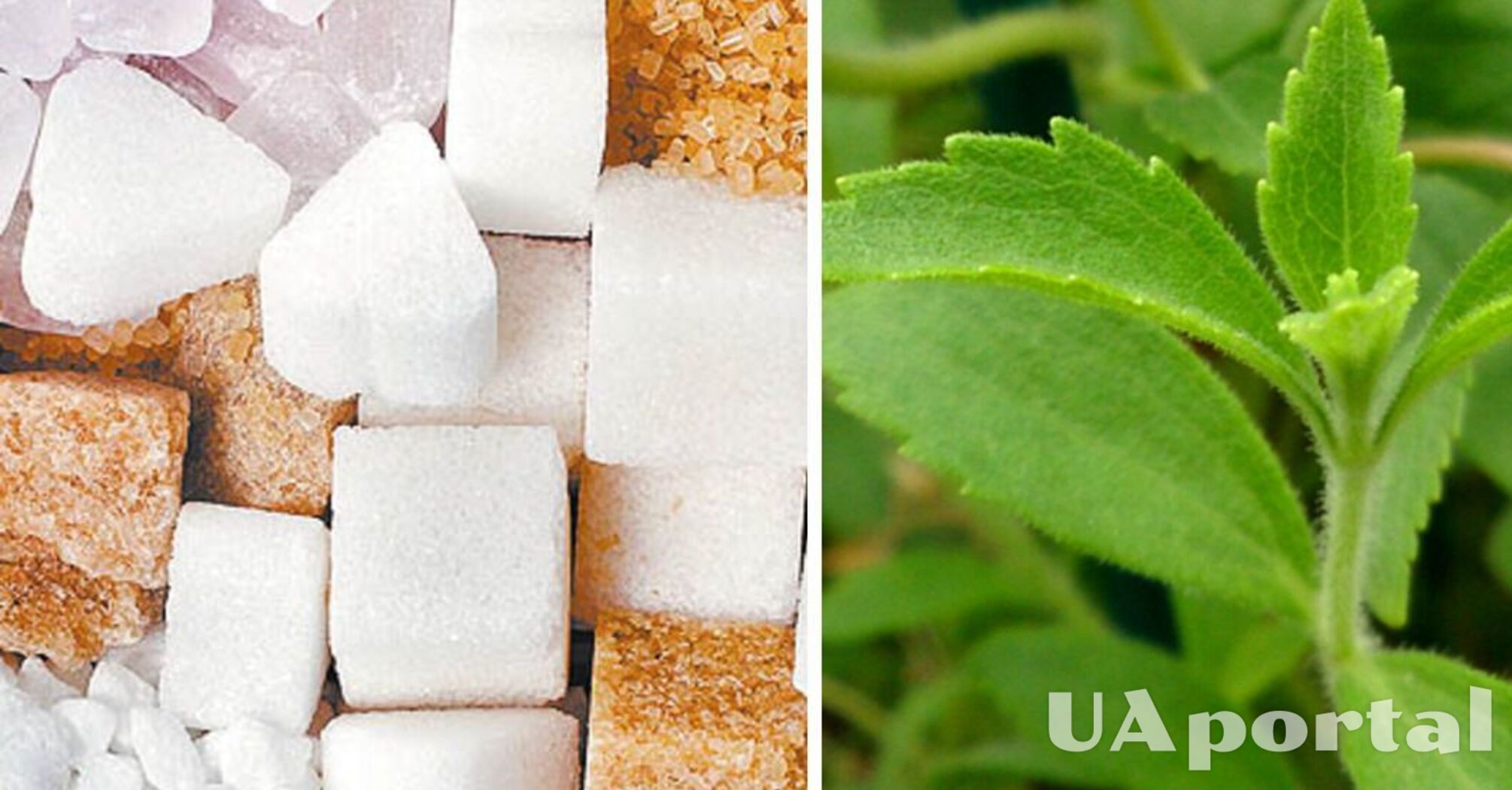 The truth about sweeteners: are they healthy or harmful?