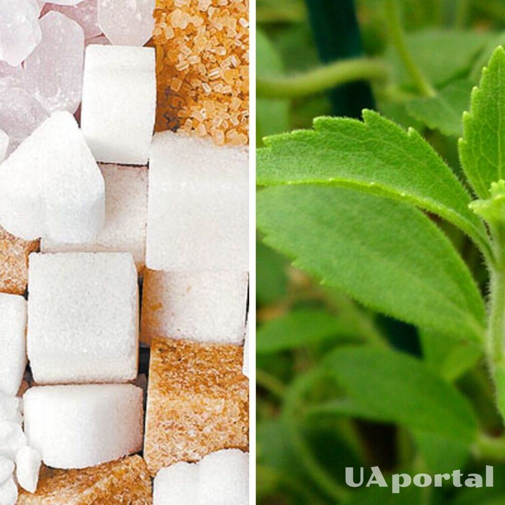 Правда о сахарозаменителях: полезны они или вредны?