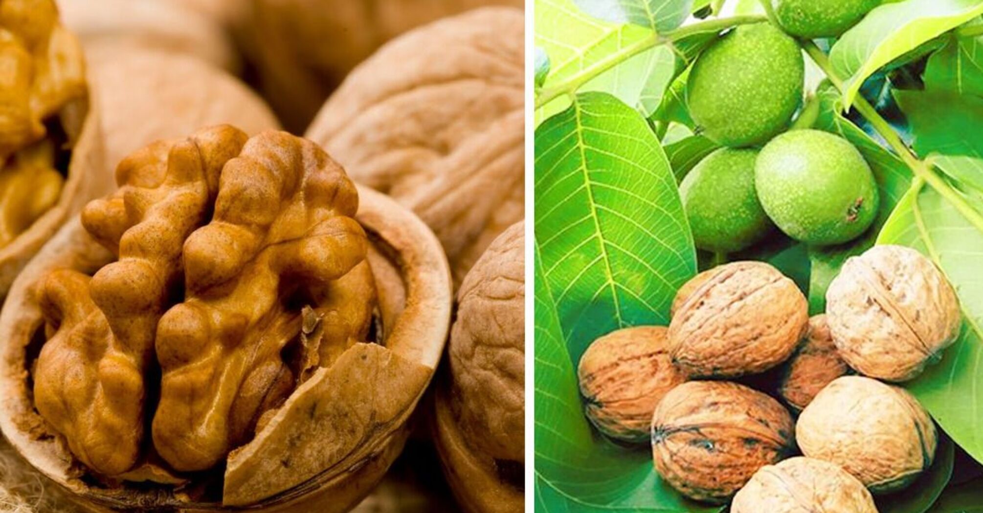 In what form are the healthiest walnuts