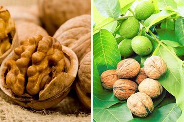 В якому вигляді найкорисніше волоські горіхи