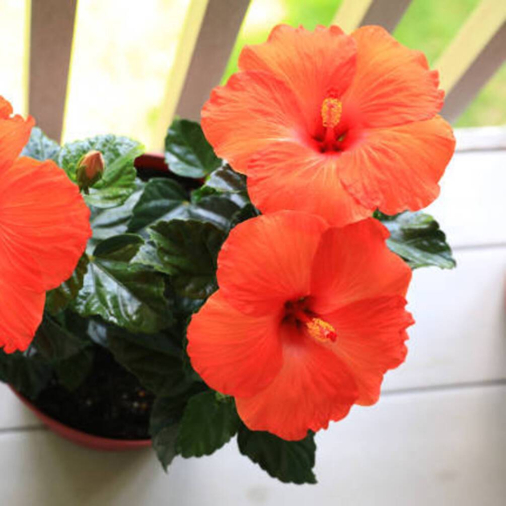 Поради щодо догляду за кімнатним гібіскусом: як забезпечити цвітіння рослини протягом всього року 