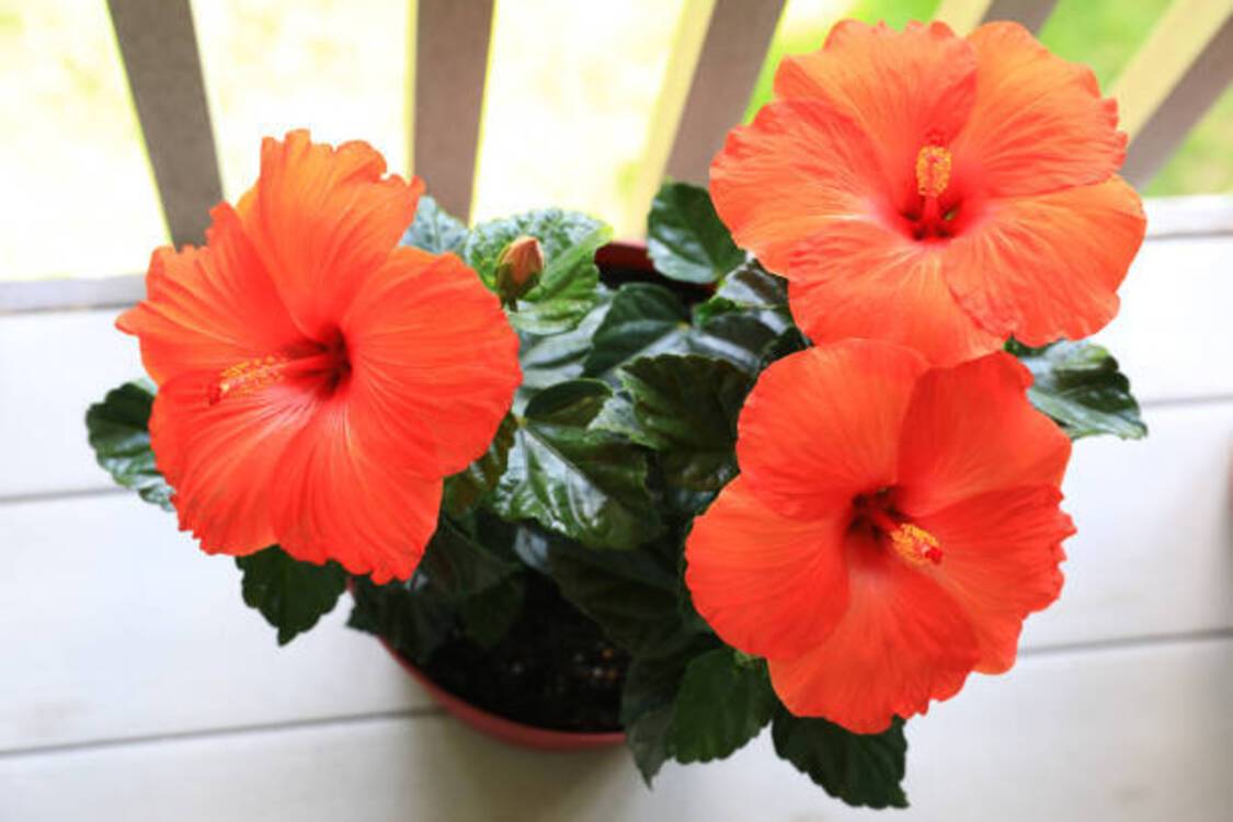 Поради щодо догляду за кімнатним гібіскусом: як забезпечити цвітіння рослини протягом всього року 