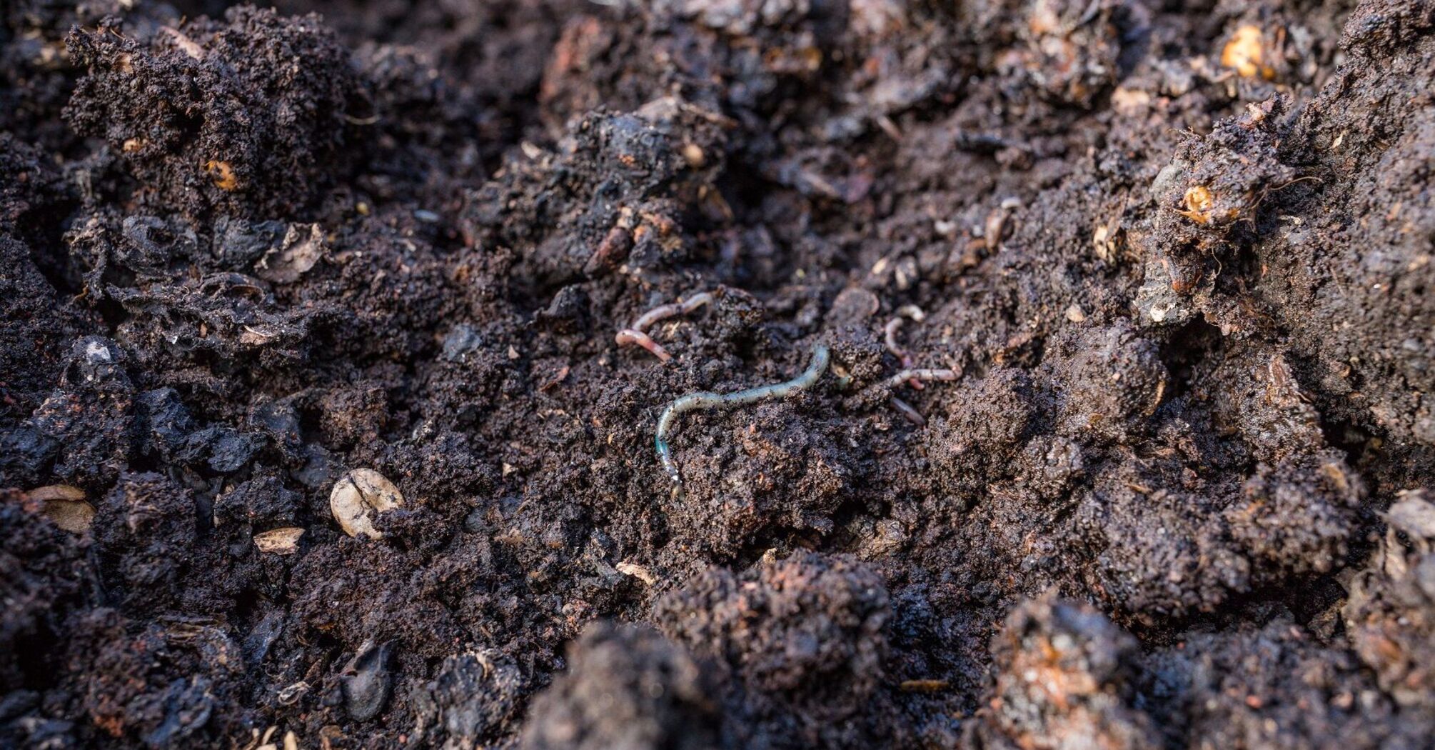 The mystery of the mysterious worms lining up in rows solved (photo)